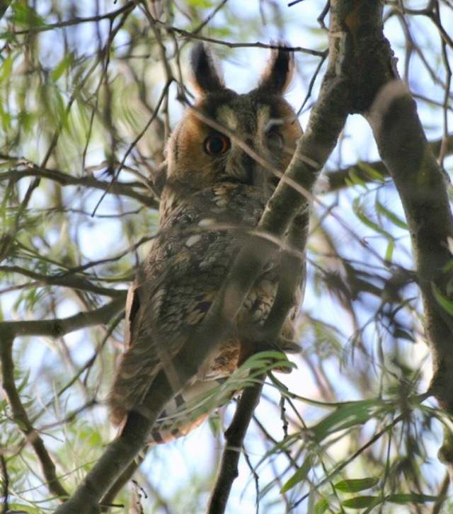Long-eared Owl