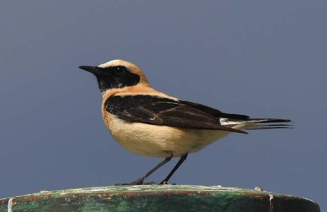Wheatear