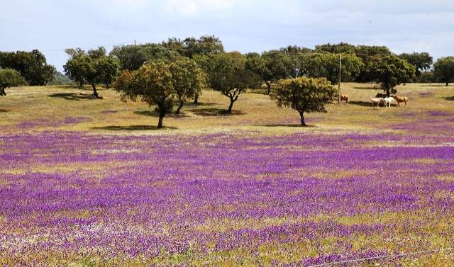 Purple Viper's Bugloss - Echium vulgare