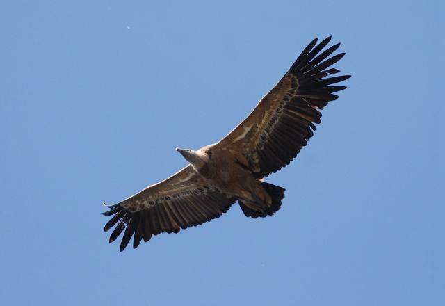 Griffon Vulture