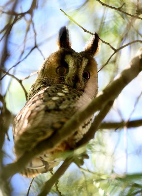 Long-eared Owl