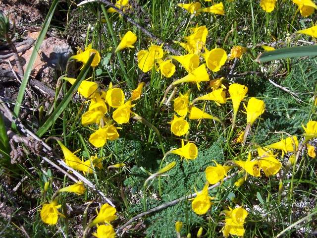 Hoop Petticoat Daffodils