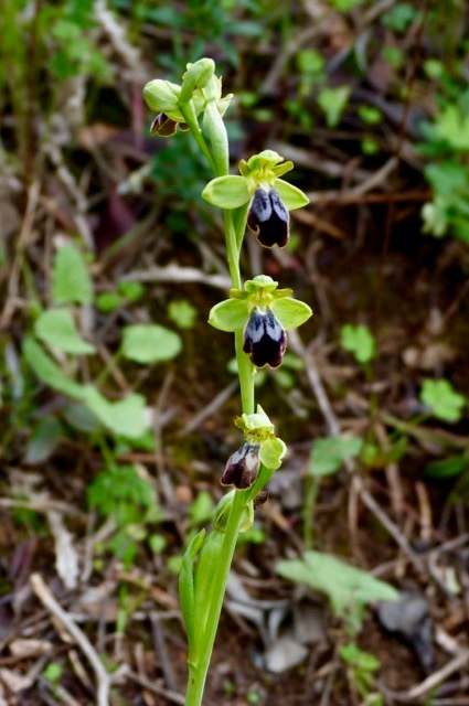 Ophrys fusca