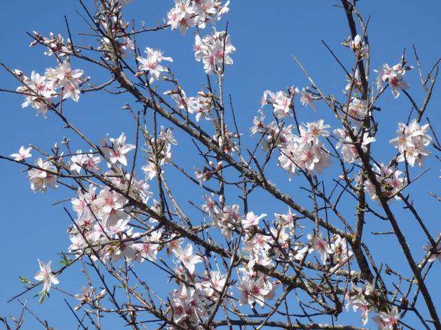 Almond Blossom