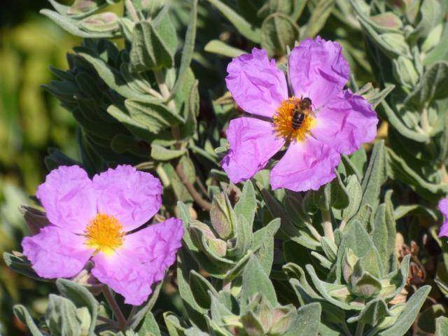 Grey-leaved Cistus