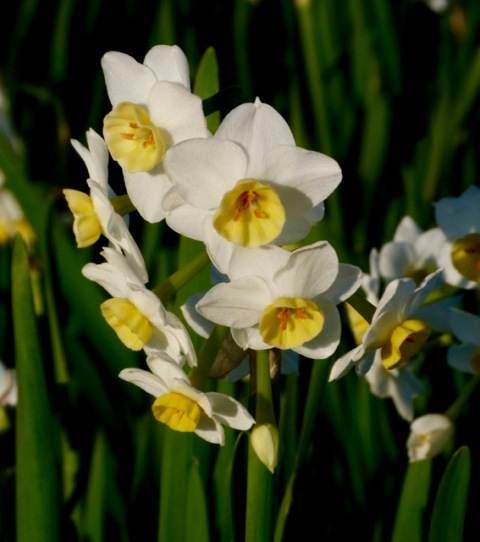 Narcissus tazetta