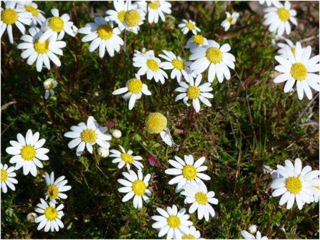Chamomile flowers