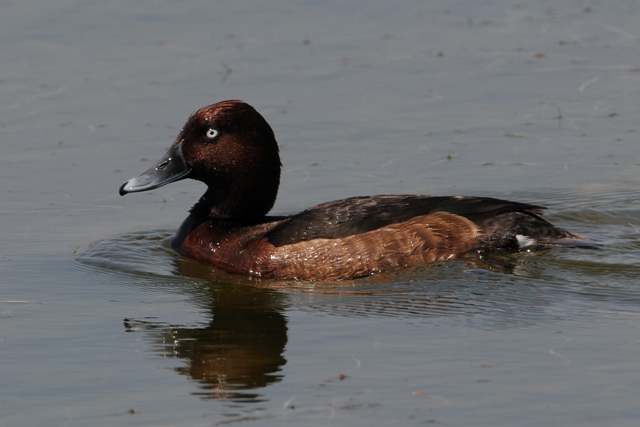 Ferruginous Duck