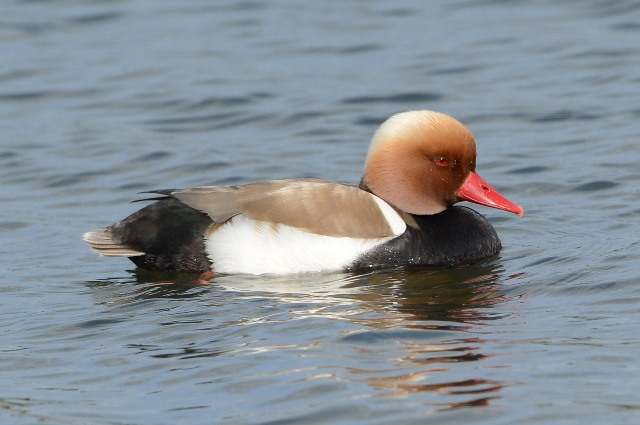 Red-crested Pochard