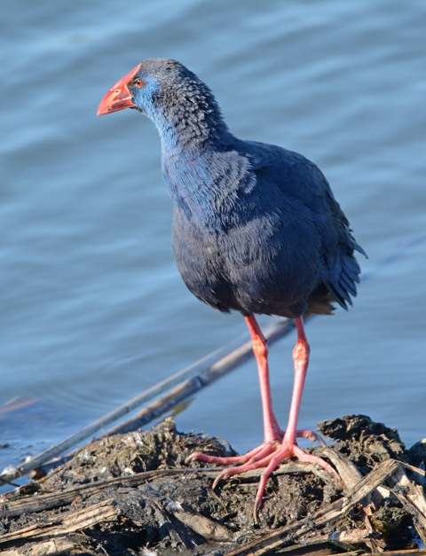 Western Swamphen