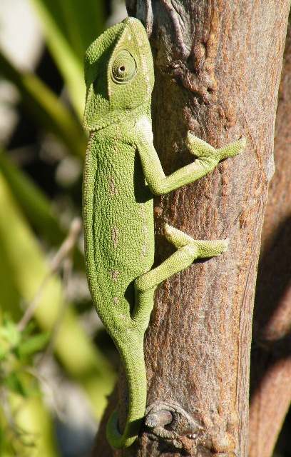 Mediterranean Chameleon