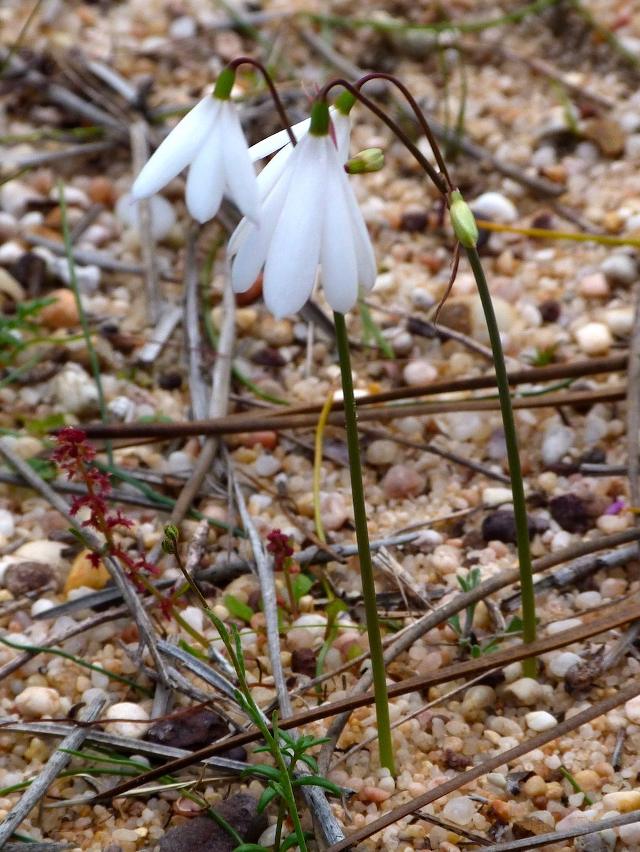 Three-leaved Snowflake
