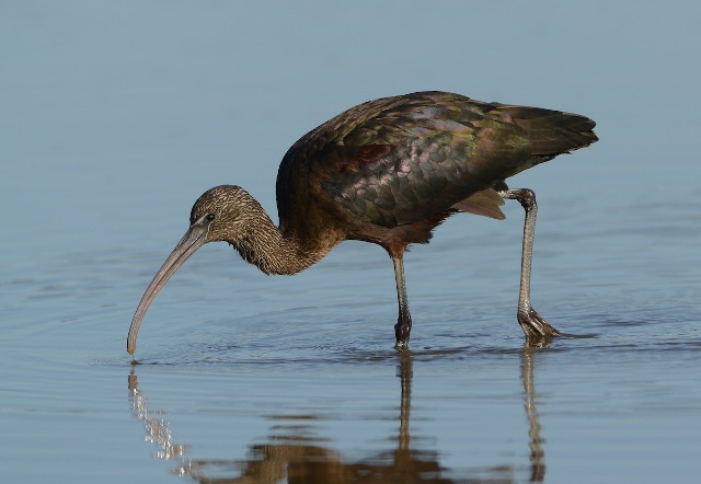 Glossy Ibis