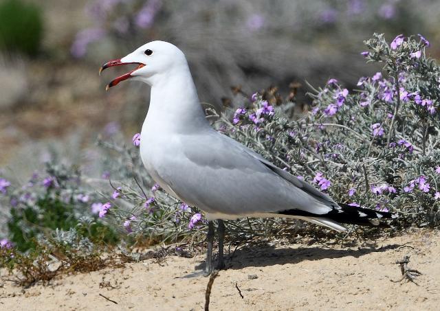 Audoin's Gull