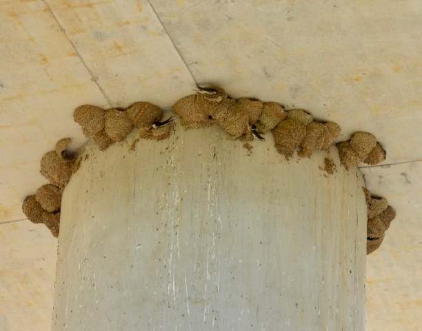 House Martin nests