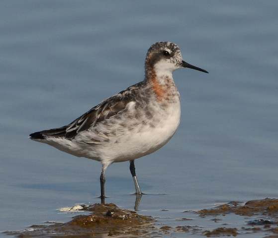 Red-necked Phalarope