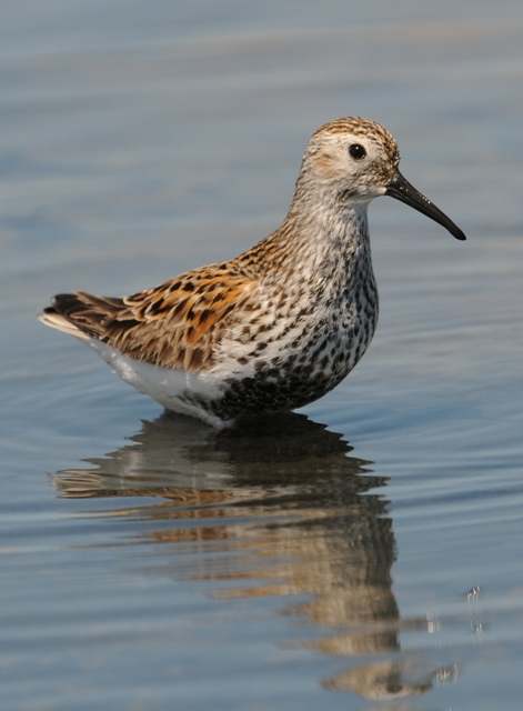 Dunlin