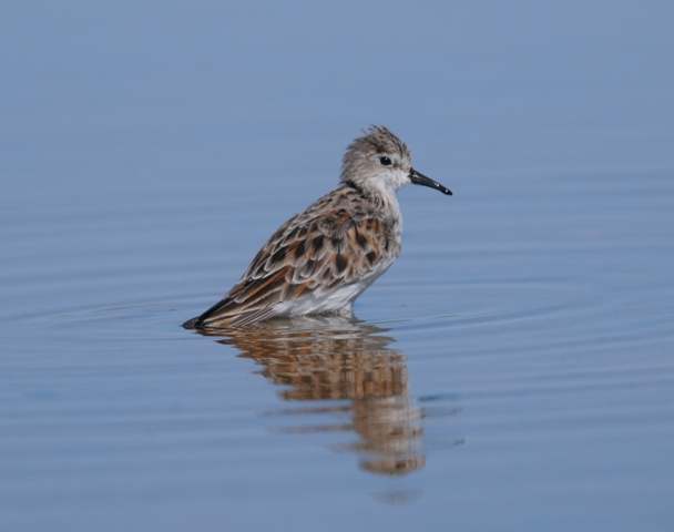 Little Stint