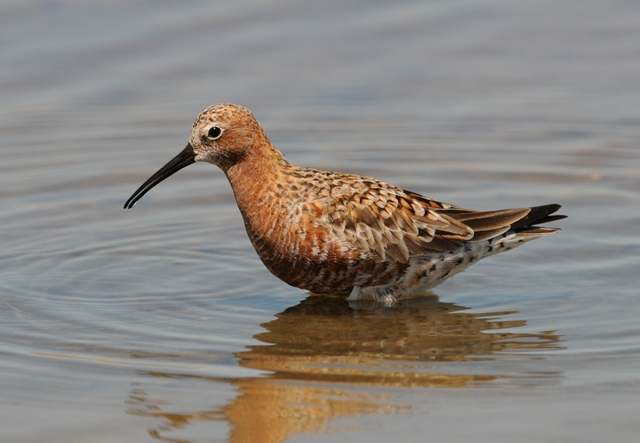 Curlew Sandpiper
