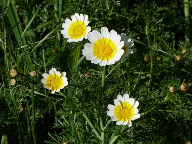 Crown Daisies