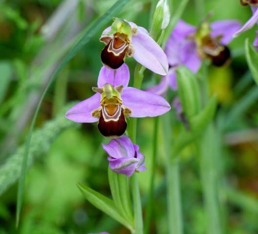 Bee Orchids