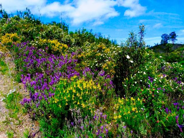 Roman Bridge at Tavira