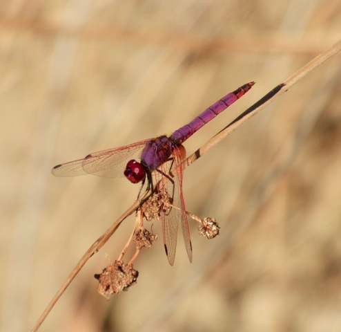 Violet Dropwing