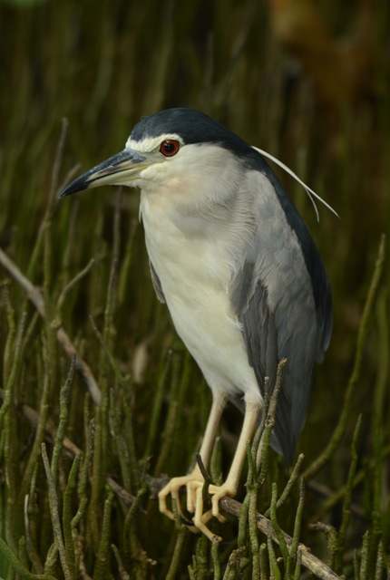 Adult Night Heron