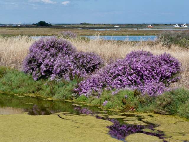 Limoniastrum Limoniastrum monopetalum
