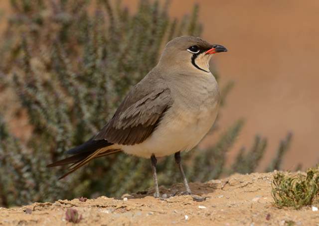Collared Pratincole - Ray Tipper
