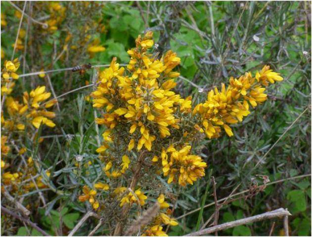 Gorse