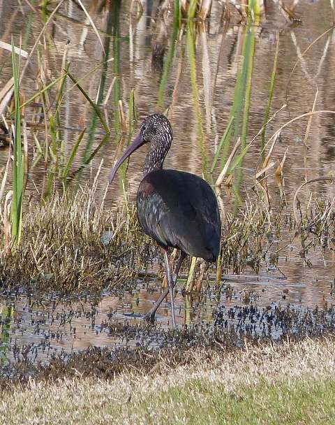 Glossy Ibis