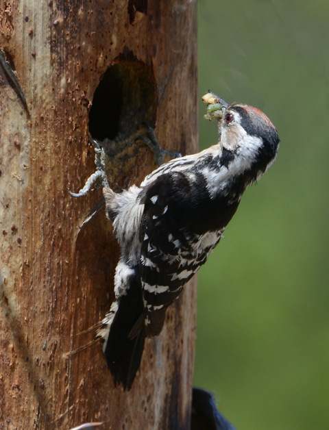 Lesser Spotted Woodpecker