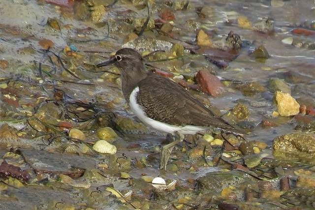 Common Sandpiper