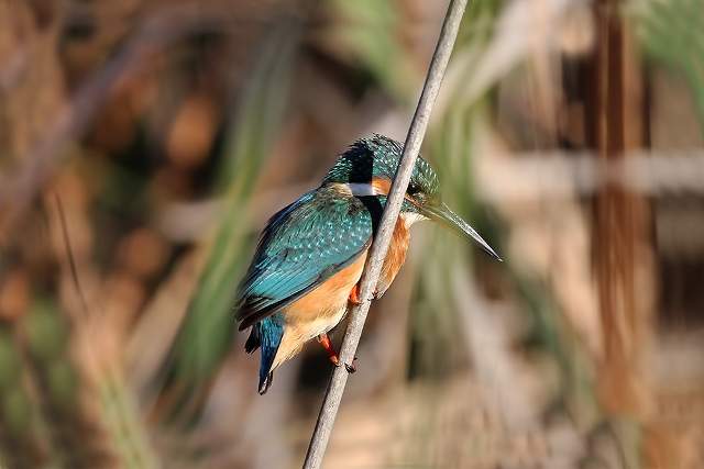 Kingfisher, Alcedo atthis