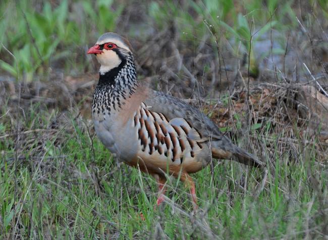 Red-legged Partridge