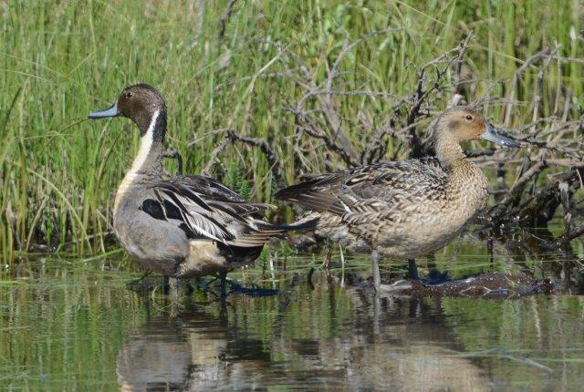 Pintail Anas acuta