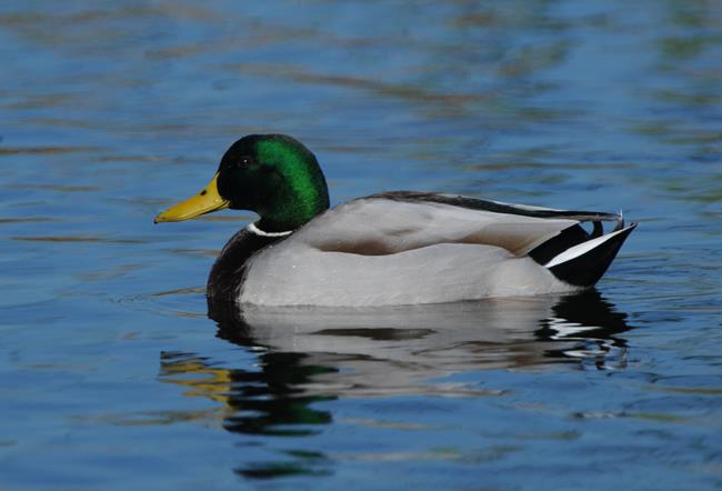 Mallard male