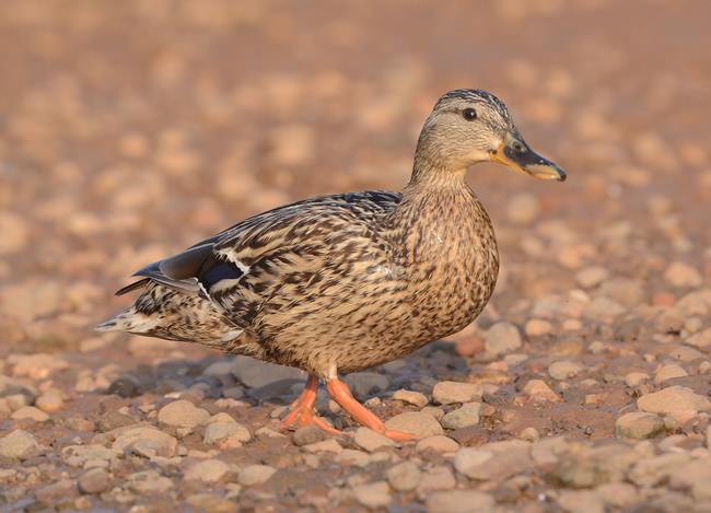 Mallard - female