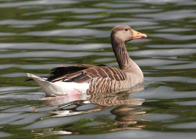 Greylag Goose1