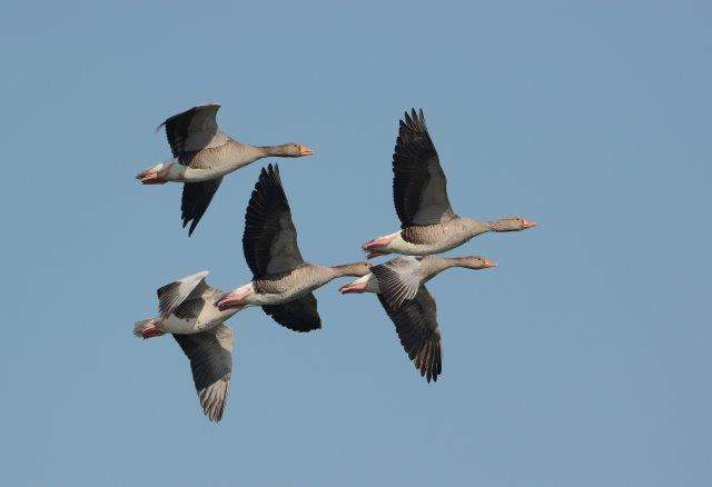 Greylag Goose2