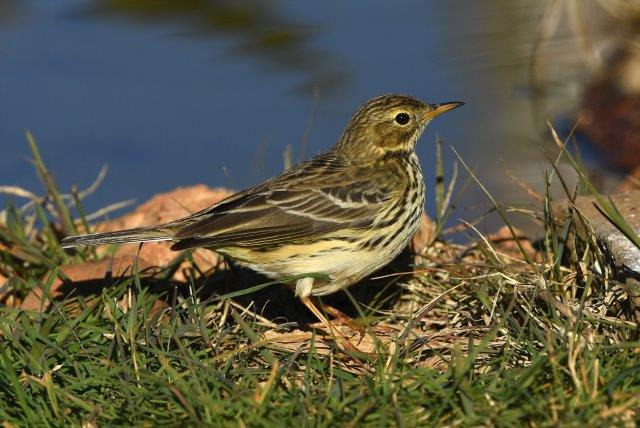 Anthus pratensis - Meadow pipit