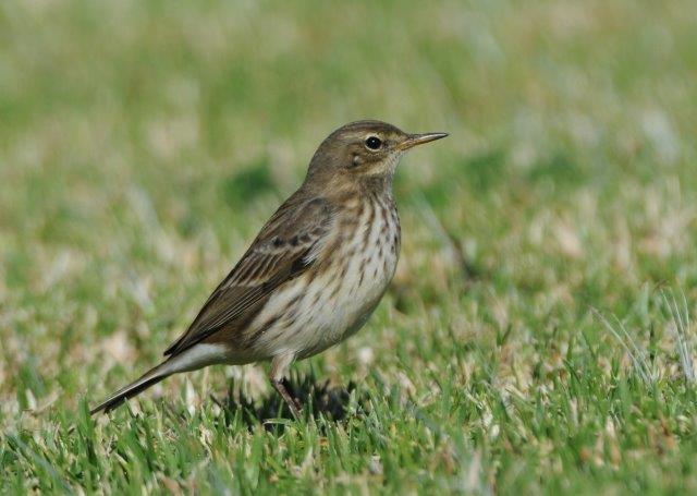 Water Pipit - Anthus spinoletta