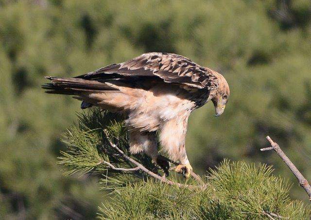Spanish Imperial Eagle1