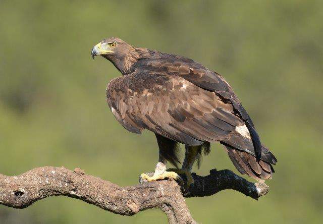 Golden Eagle2