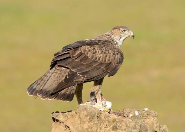 Bonelli's Eagle 1