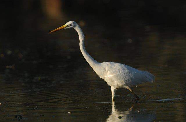 Great White Egret1