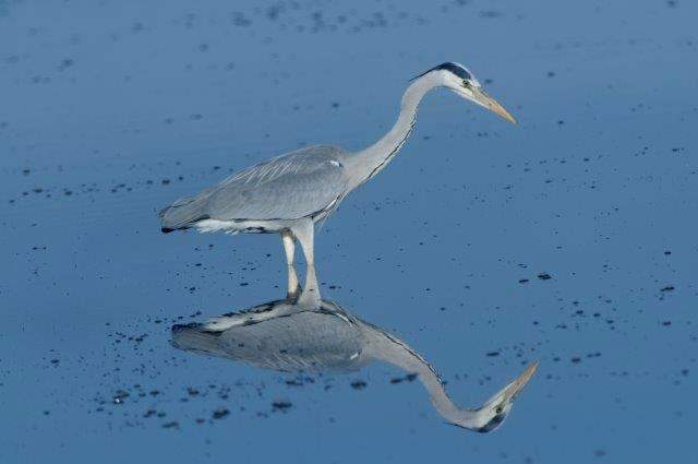 Grey Heron 1