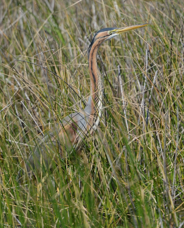 Purple Heron
