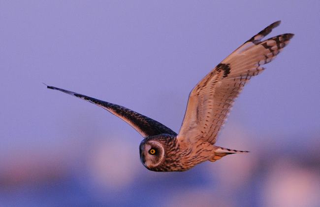 Short-eared Owl 1